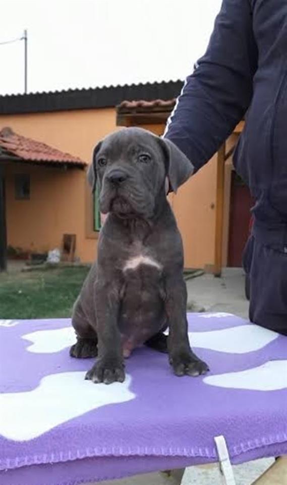 Cane-Corso