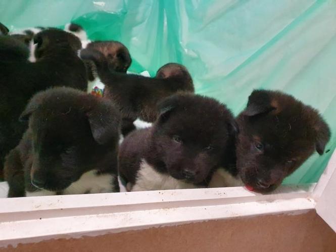  Akita Puppys, štene 