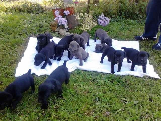 Cane-Corso---vrhunskog-porekla