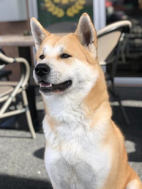 Akita-inu