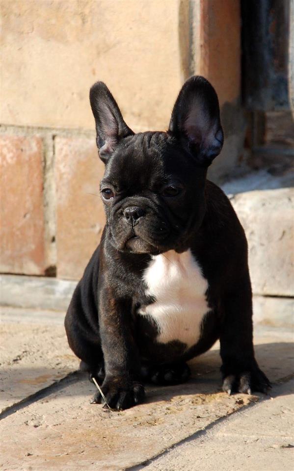 Francuski-buldog-štenci