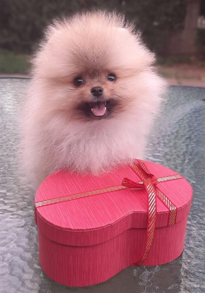 Pomeranski-špic-mini