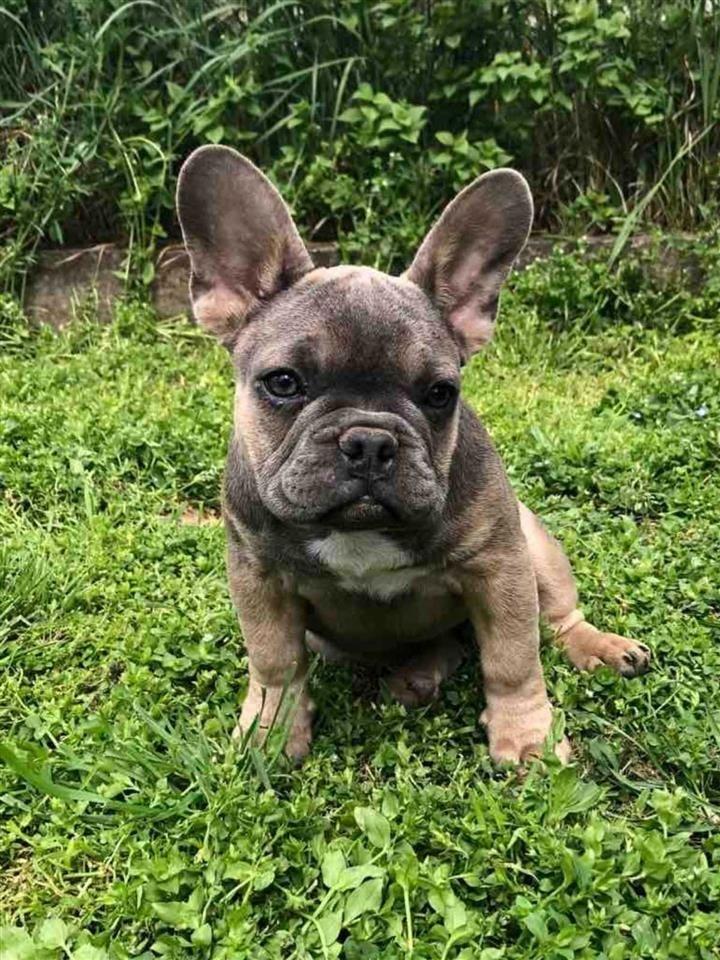Francuski-buldog