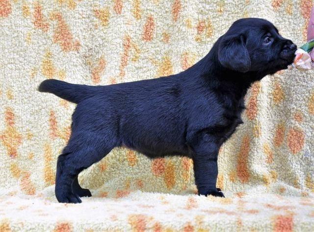 Labrador-retriver-štenci