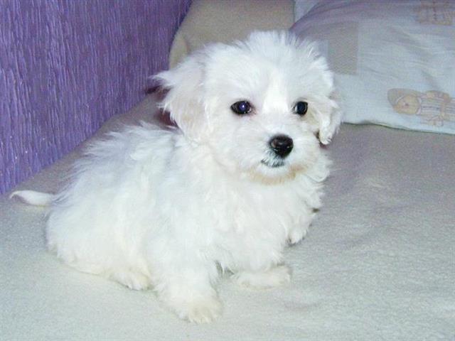 Maltezeri