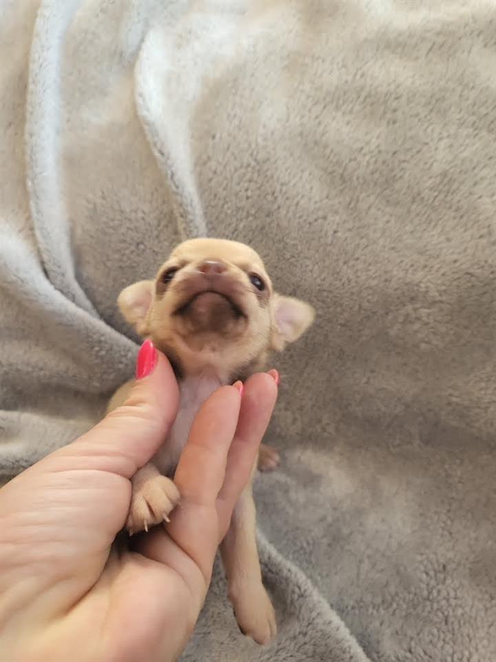 Čivava-mini-štenci-