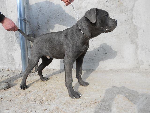 Cane-Corso-stenci-