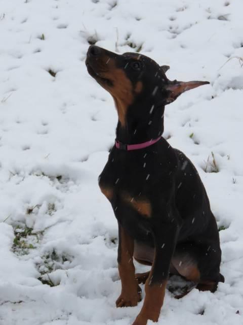 Doberman-štenci