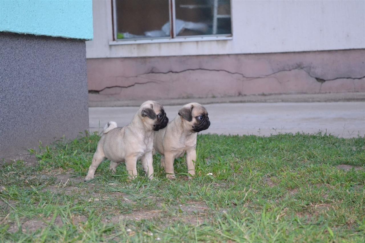 Mops-štenci-na-prodaju