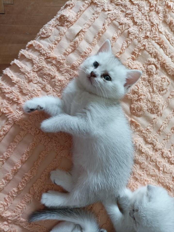 BRITISH---SCOTTISH-FOLD-SILVER-CHINCHILLA