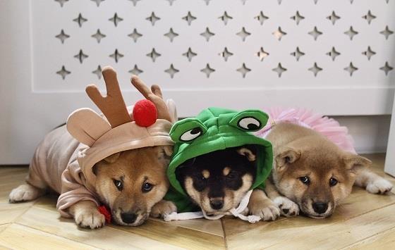 Shiba-Inu-stenci