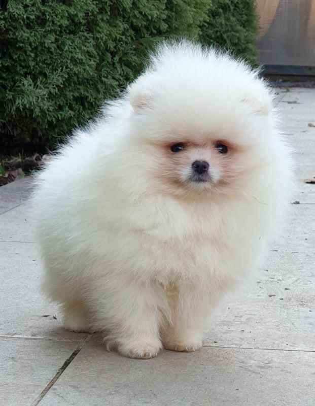 Pomeranac-Boo
