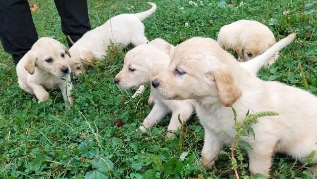Labrador-retriver-stenci
