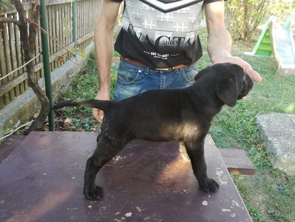 Cane-corso-stenci