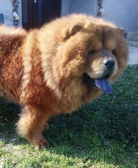 Chow-cau-cau