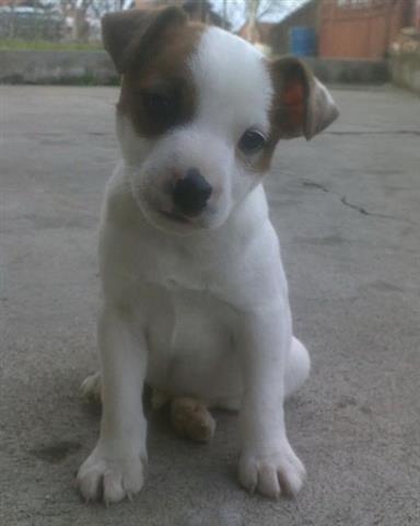 Jack-russell-terier--stenci