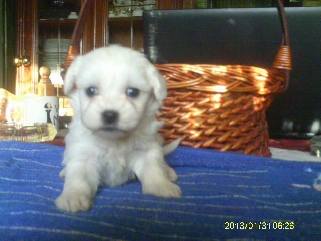 Maltezeri---