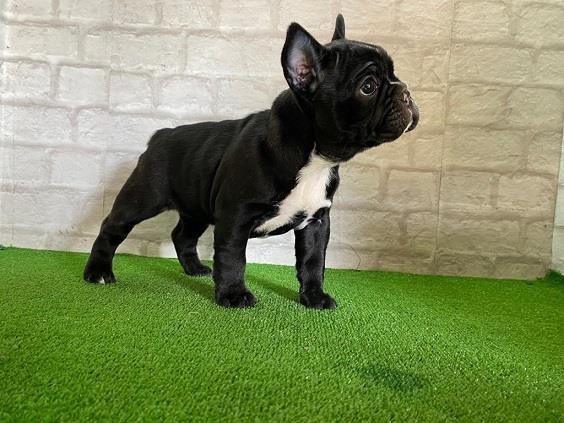 Francuski-buldog-