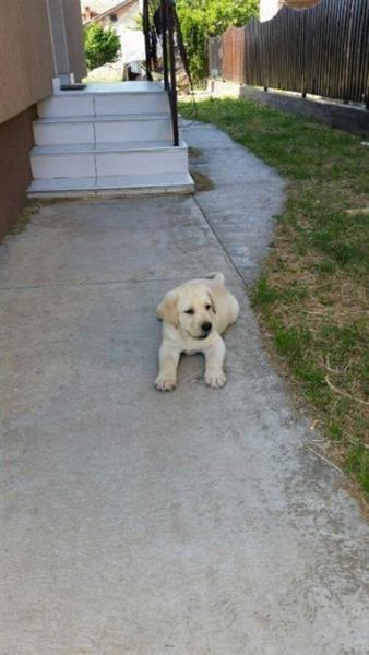 Labrador-retriver-stenci