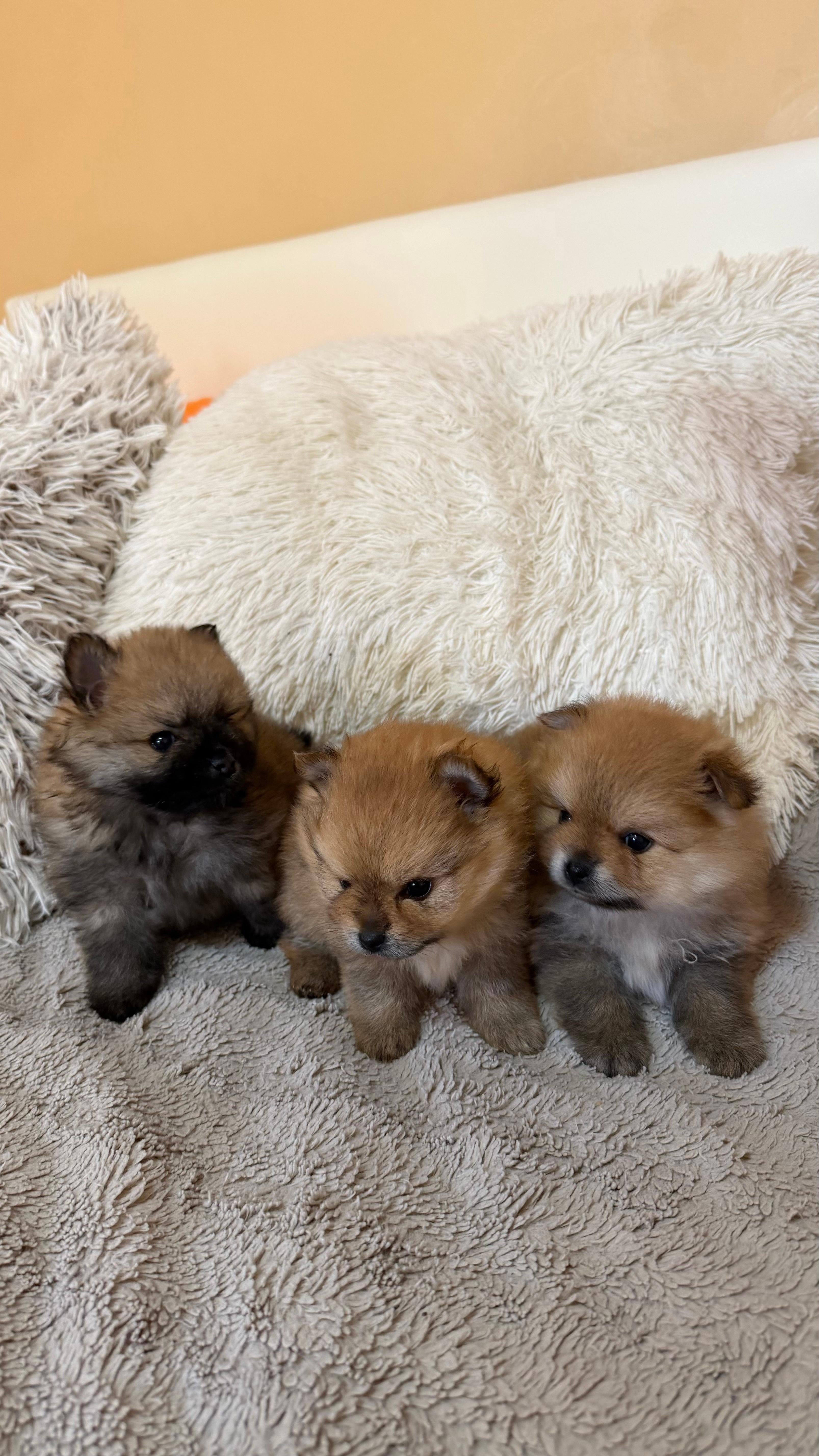 Pomeranian-Boo-štenci