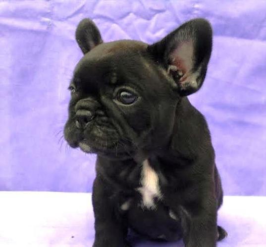  Francuski buldog  