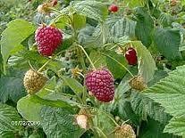 SADNICE-MALINE-I-KUPINE