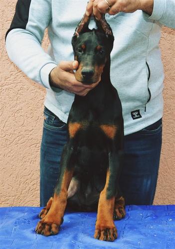 Doberman VRHUNSKI štenci