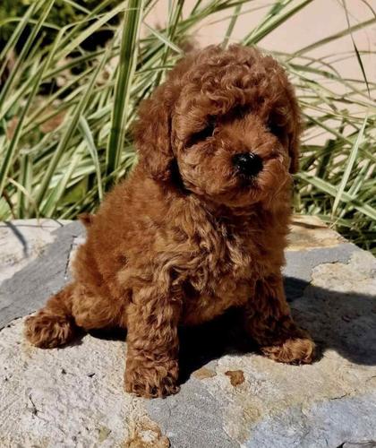 Teddy bear toy PUDLE
