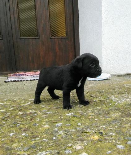 Cane Corso štenci