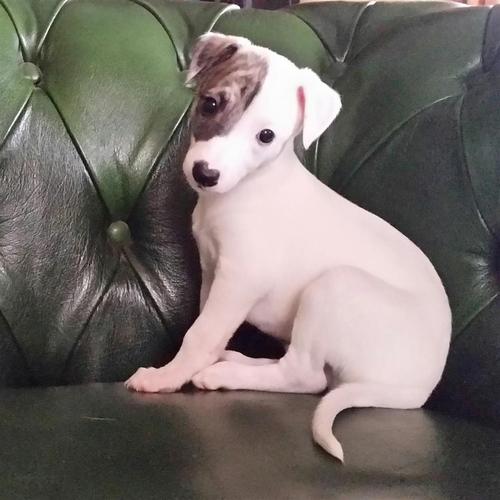WHIPPET mali engleski hrt