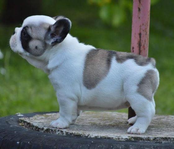 Francuski-Buldog-štenci-