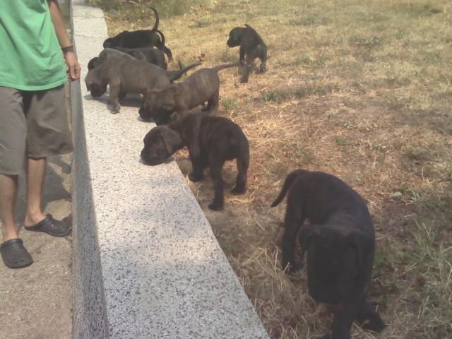 Cane corso stenci