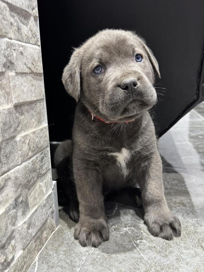 Cane-Corso