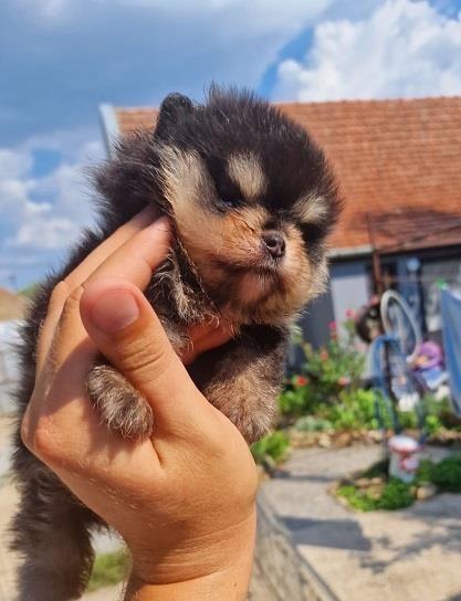 Pomeranci