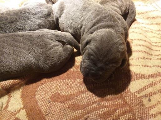 Cane-corso-štenci