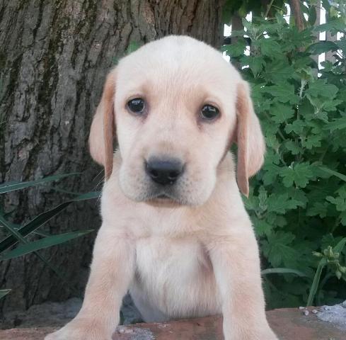 Labrador-stenci
