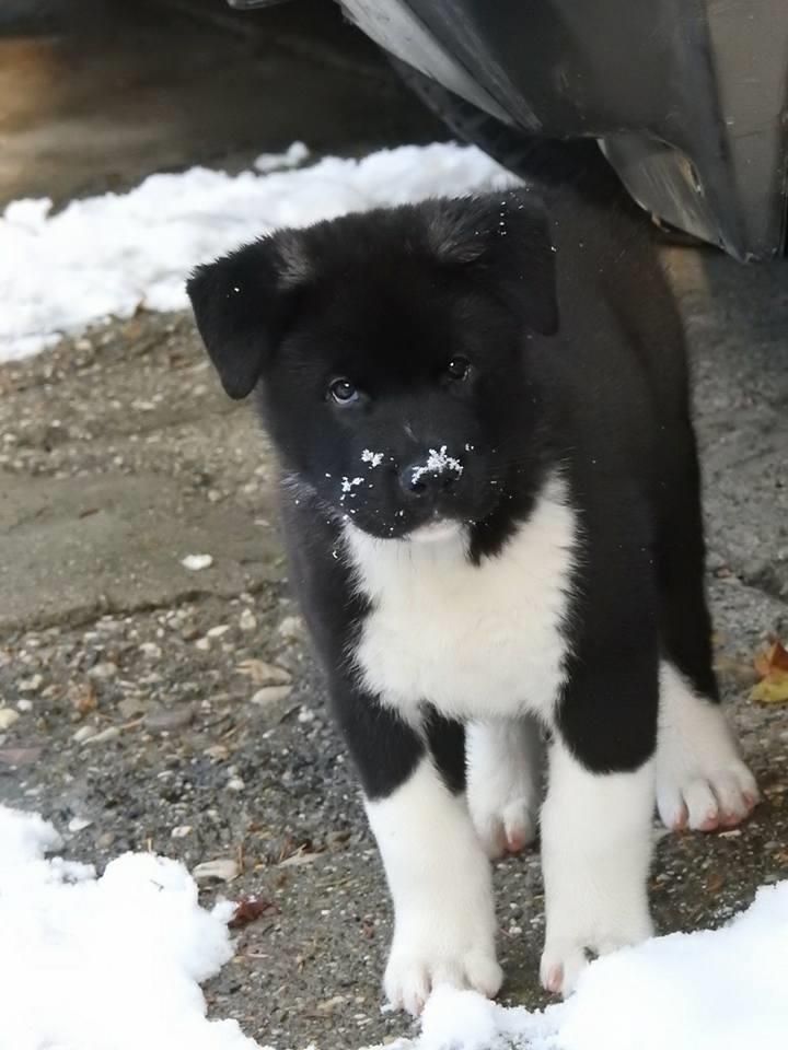 Američka-akita--štenci