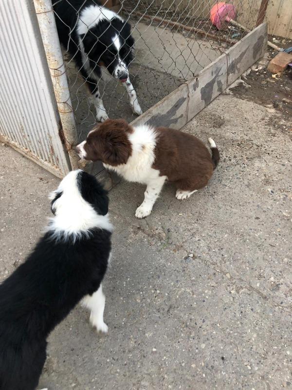 Border-Collie-stenci-na-prodaju