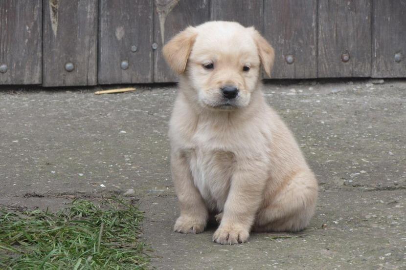 Labrador-retriver-stenci-na-prodaju