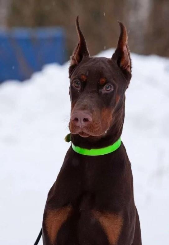 Rotvajler-i-doberman