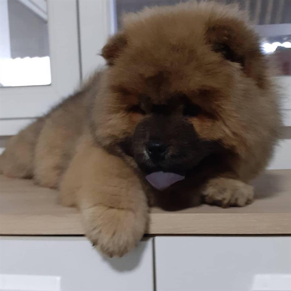 Chow-Chow-cau-cau-stenci