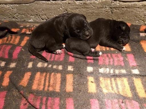 Cane-corso-stenci