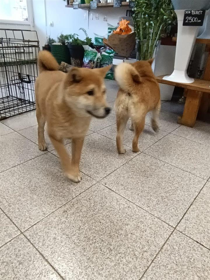 Šiba-inu-štenci-