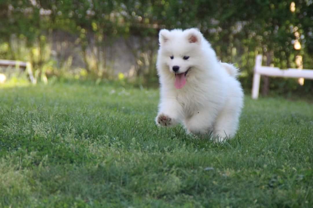 Samojed