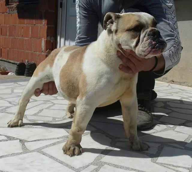 Engleski-buldog
