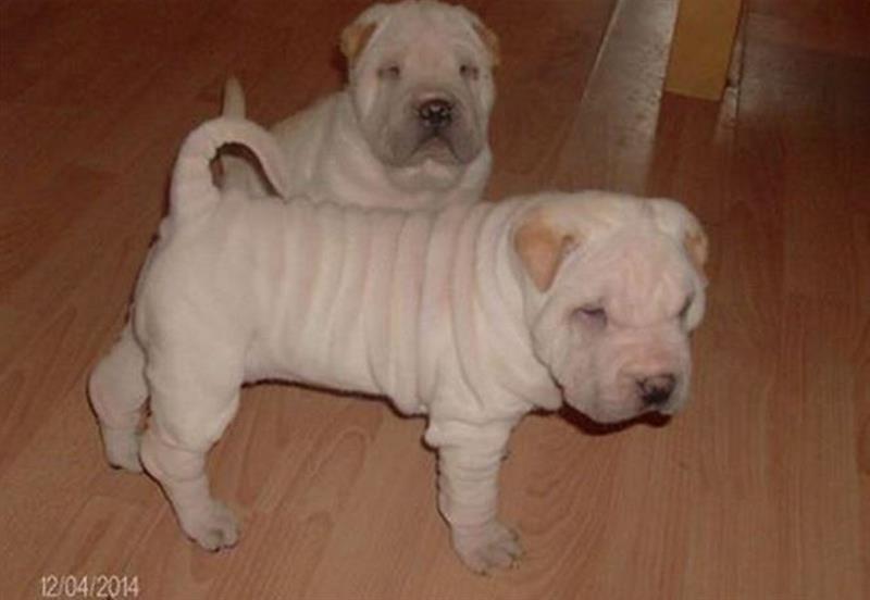 Shar-pei---vrhunska-stenad