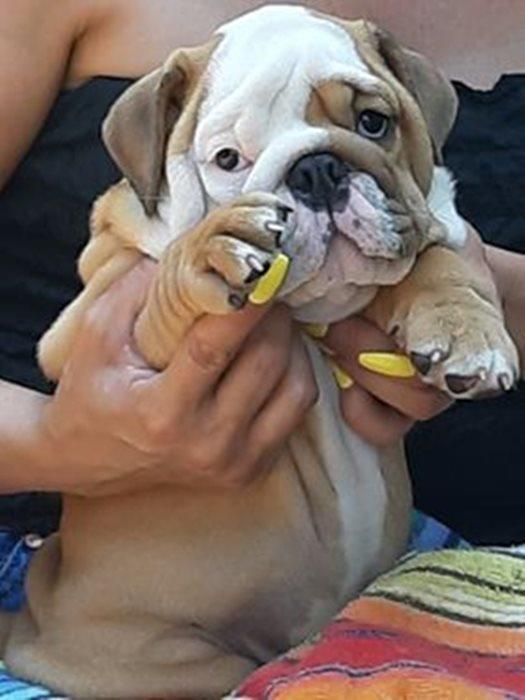 Engleski-buldog-prelepa-stenad-