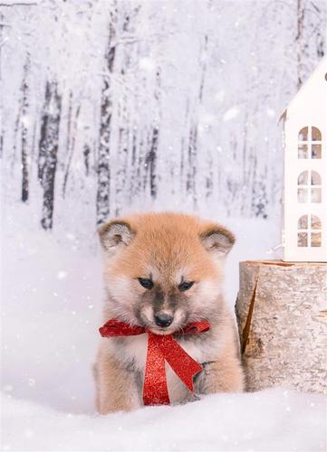 Akita inu štenci