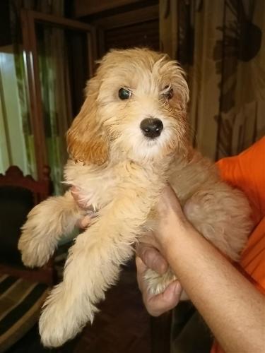 Maltipoo Maltezer-Pudla 