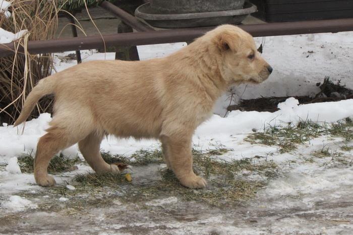 Labrador-retriver-stenad